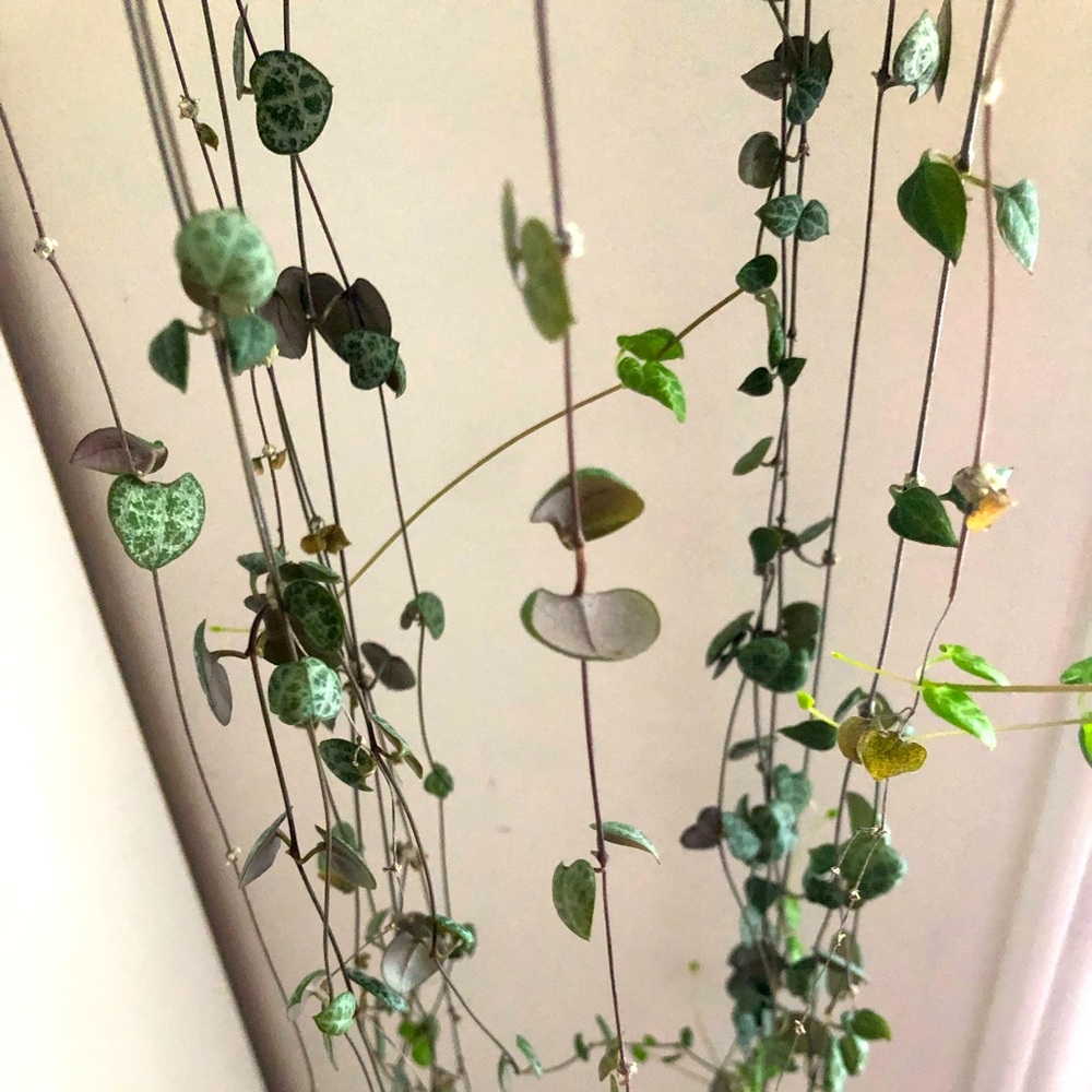Ceropegia Woodii Cuttings (String of Hearts)